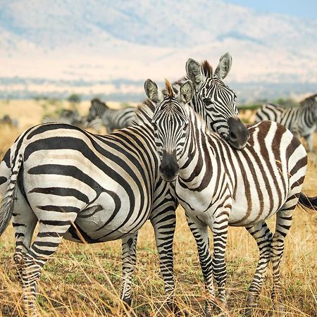 Lake Natron Maasai Giraffe Eco Lodge And Camping Mtowabaga Экстерьер фото