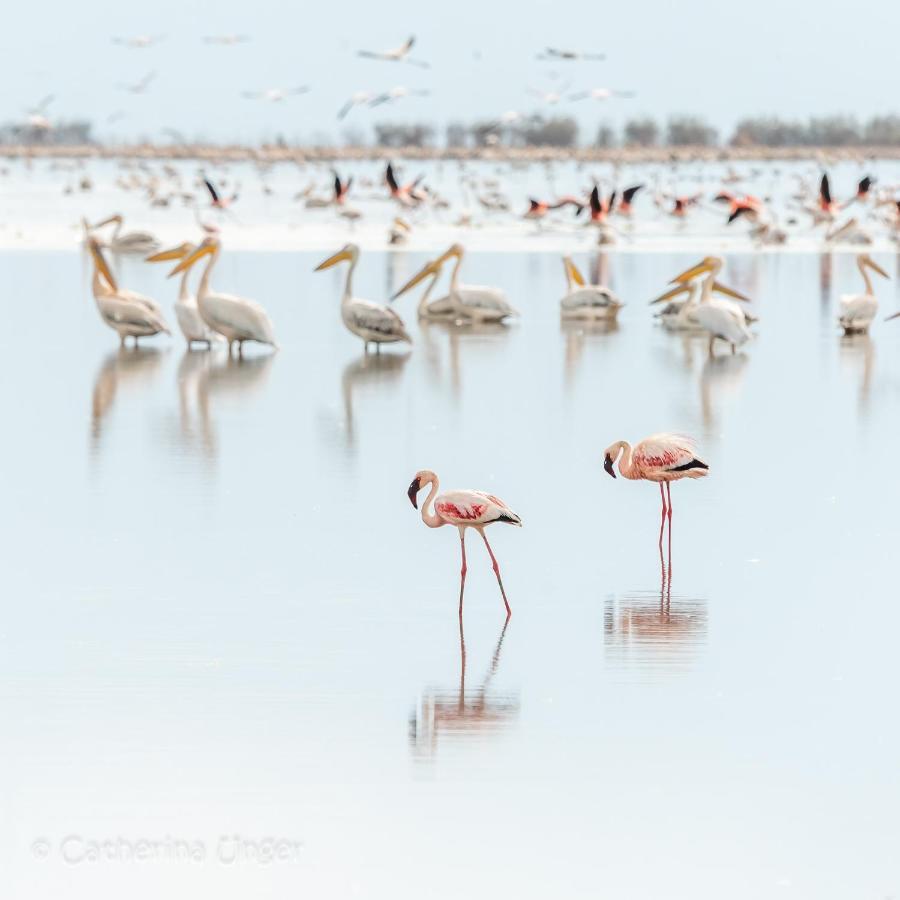Lake Natron Maasai Giraffe Eco Lodge And Camping Mtowabaga Экстерьер фото
