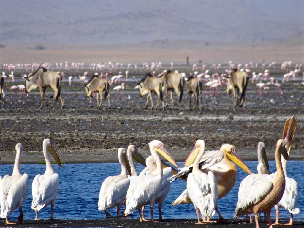 Lake Natron Maasai Giraffe Eco Lodge And Camping Mtowabaga Экстерьер фото
