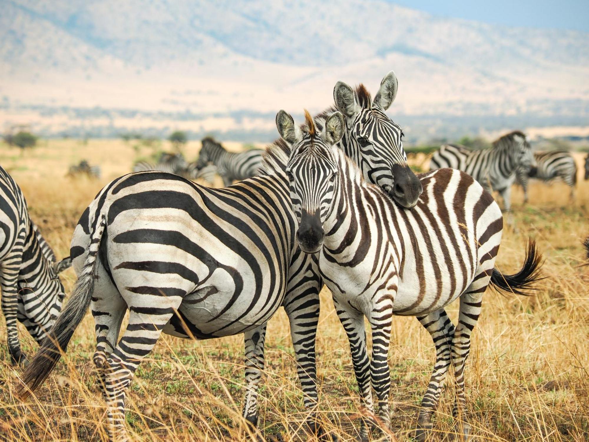 Lake Natron Maasai Giraffe Eco Lodge And Camping Mtowabaga Экстерьер фото